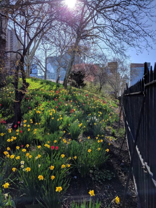 New Yorkers For Parks | The Daffodil Project℠