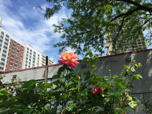 A rose at the LaGuardia Corner Gardens in Greenwich Village, Manhattan. Photo by Jessica Saab for NY4P.