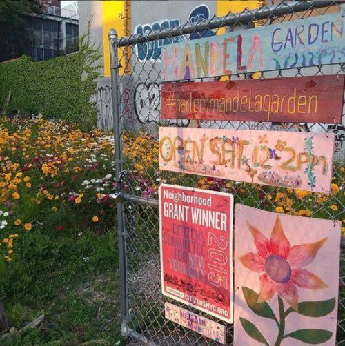 The gate and wildflowers of the Nelson Mandela Community Garden, in Harlem, Manhattan, before the vegetation was razed preemptively for development. Photo retrieved from Instagram at www.instagram.com/mandelagardenharlem/